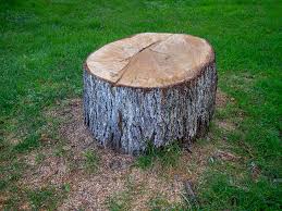 How Our Tree Care Process Works  in  Flanders, NY