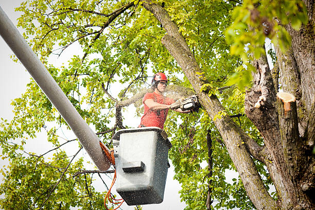 Flanders, NY Tree Care Company
